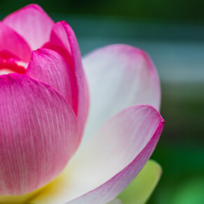 BHNN Guest Podcast – Ep. 271 – Sacred Longing with Trudy Goodman